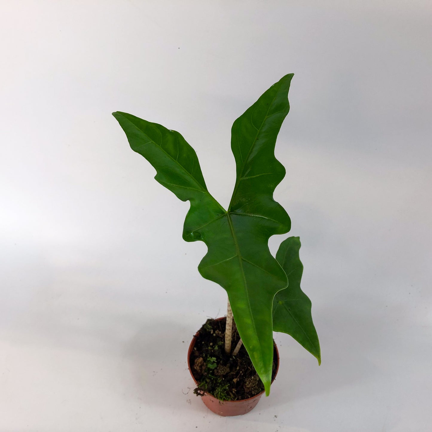 Alocasia Batwing 10.5cm H15cm