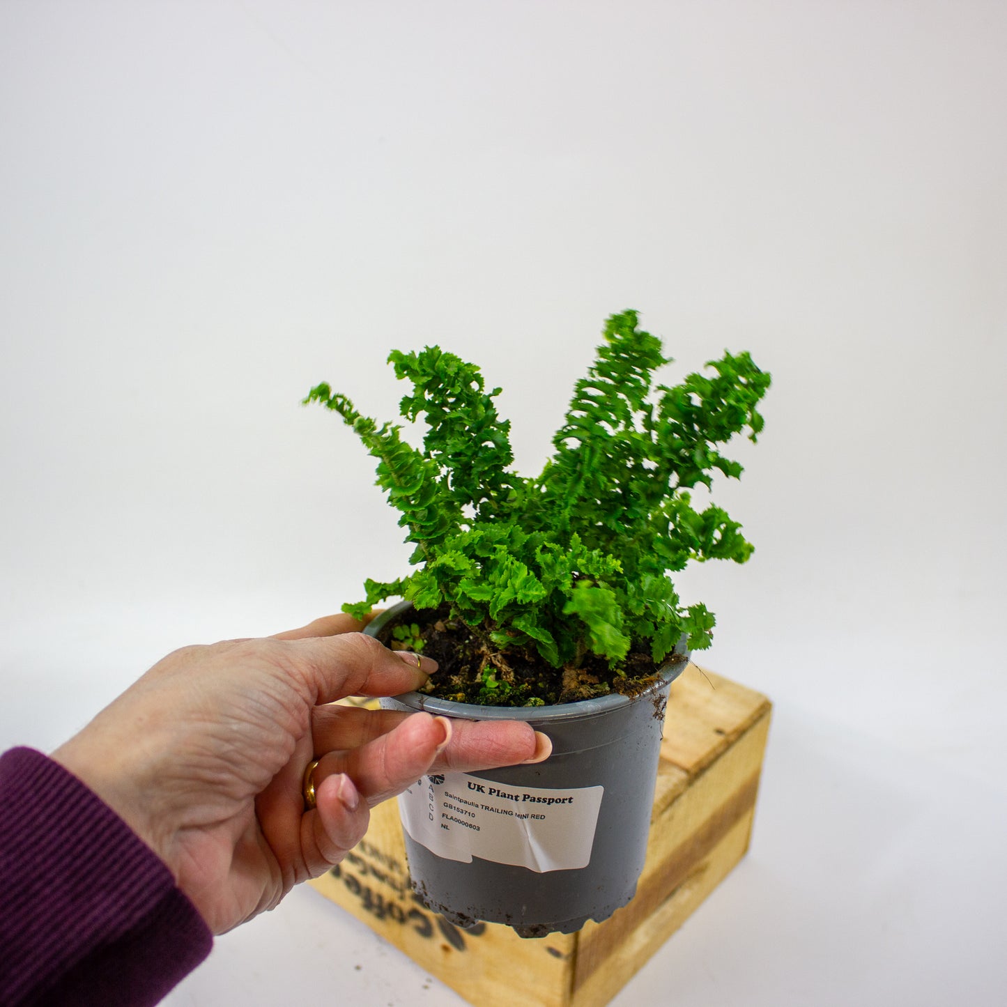 Nephrolepis exaltata Emina  11cm H25cm