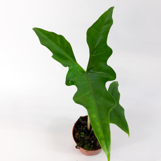 Alocasia Batwing 10.5cm H15cm