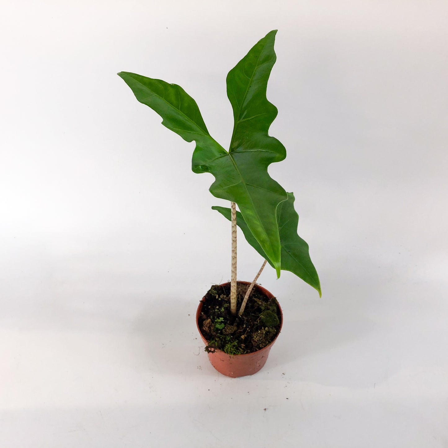 Alocasia Batwing 10.5cm H15cm