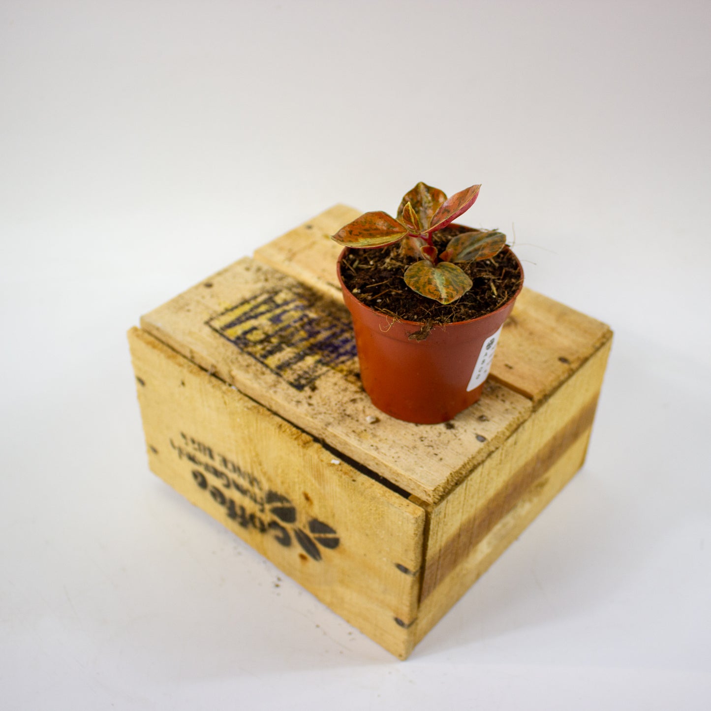 Peperomia Crème Brûlée  8cm H12cm