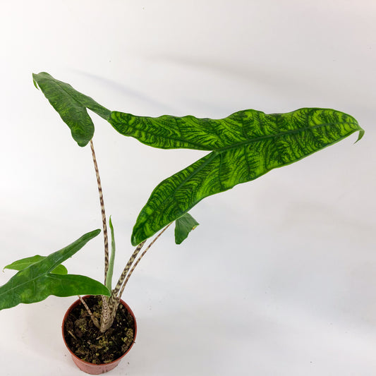 Alocasia Reticulata 10.5cm H15cm