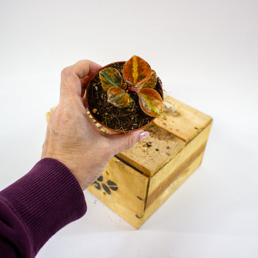 Peperomia Crème Brûlée  8cm H12cm