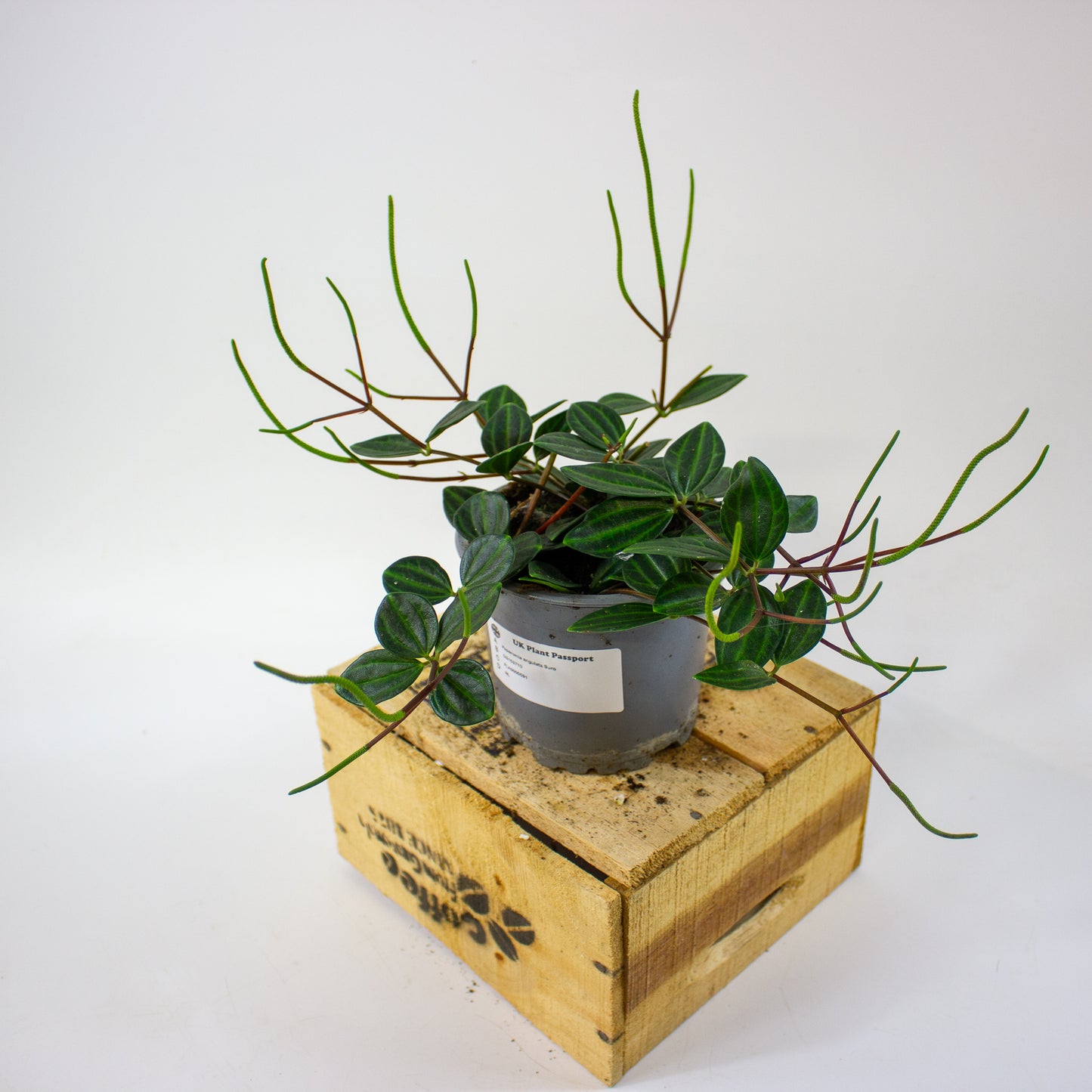 Peperomia angulata Suro  11cm H15cm