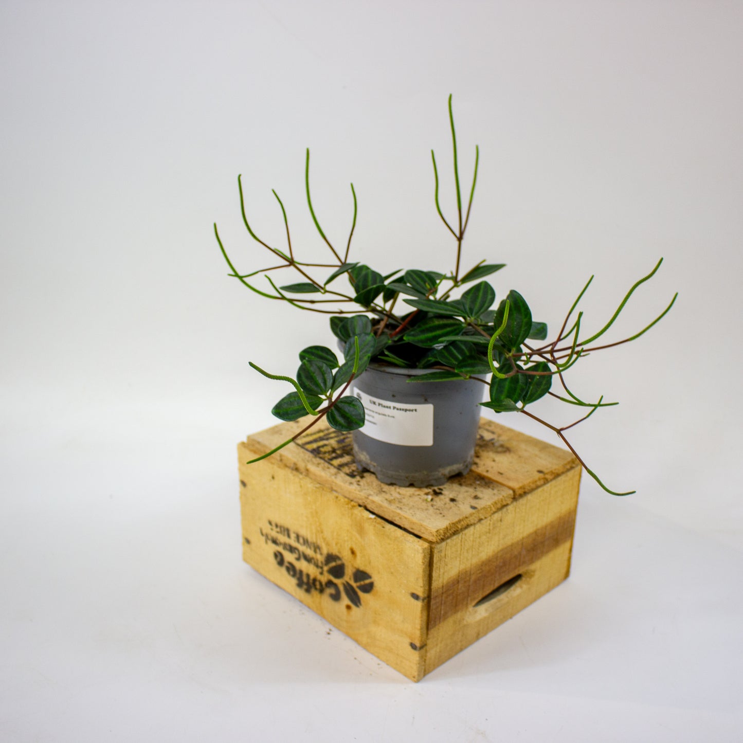 Peperomia angulata Suro  11cm H15cm