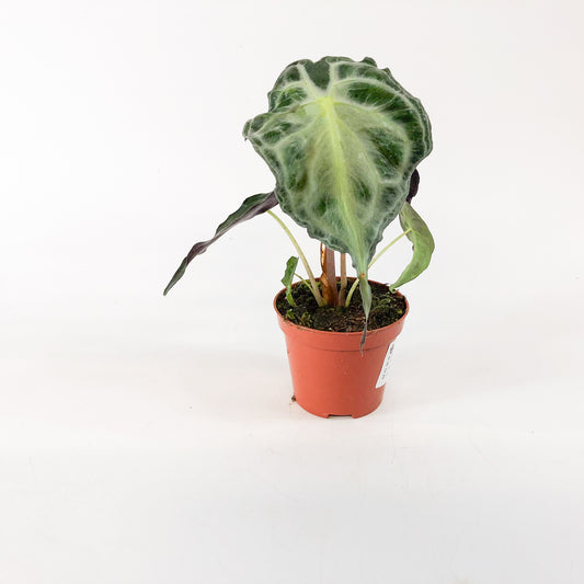 Alocasia Venom 8cm H12cm