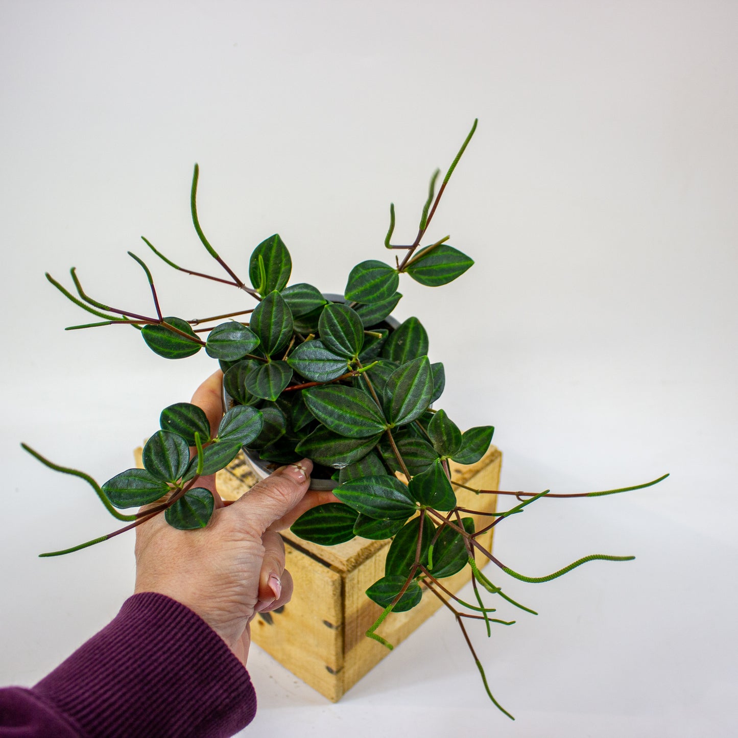 Peperomia angulata Suro  11cm H15cm