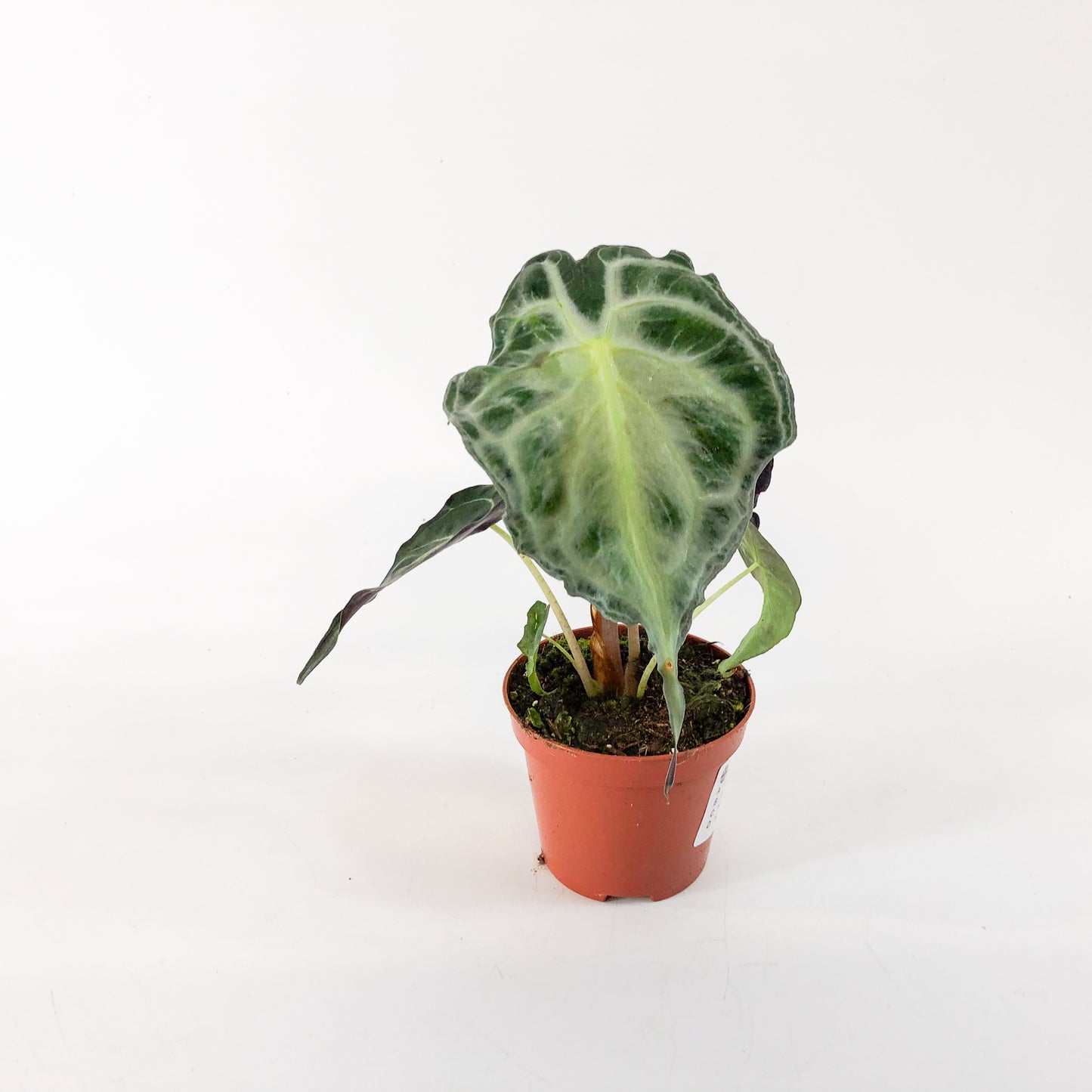 Alocasia Venom  8cm H12cm