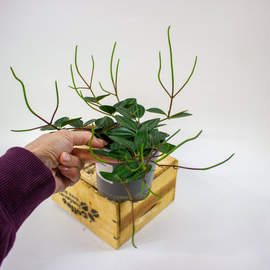 Peperomia angulata Suro  11cm H15cm