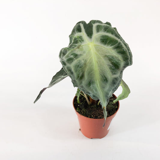 Alocasia Venom  8cm H12cm