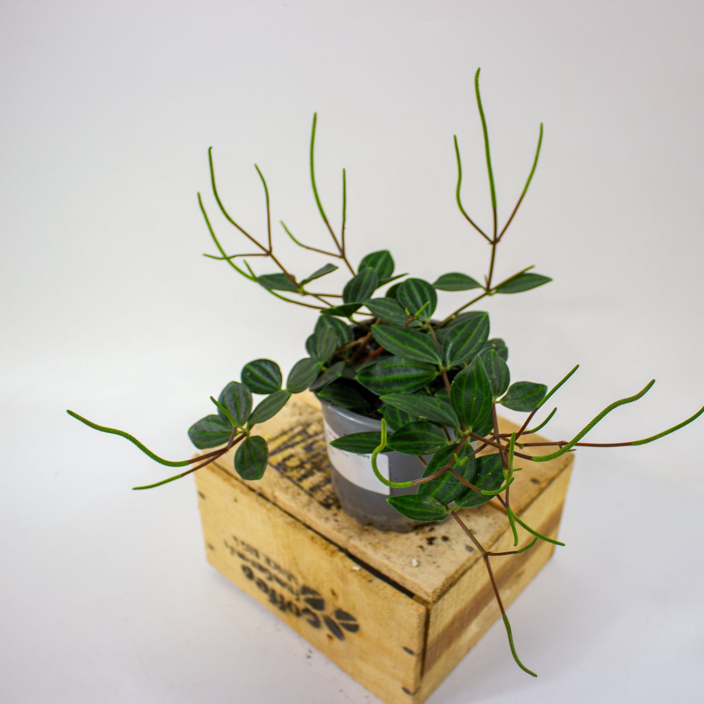 Peperomia angulata Suro  11cm H15cm