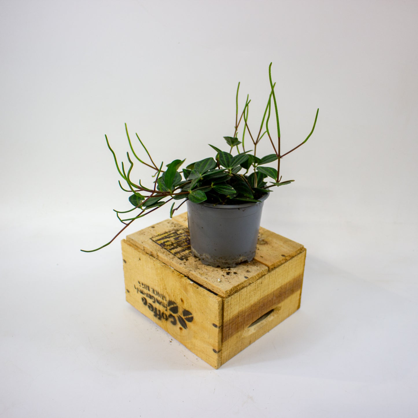 Peperomia angulata Suro  11cm H15cm