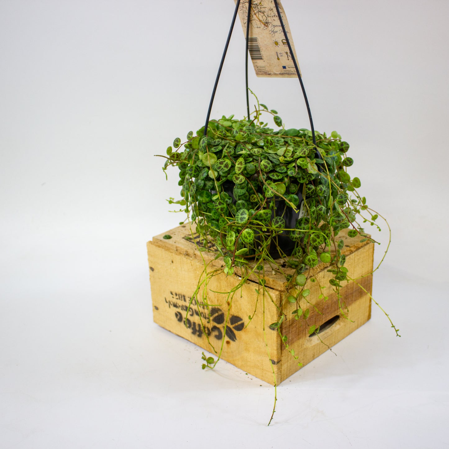 Peperomia prostrata  14cm H23cm