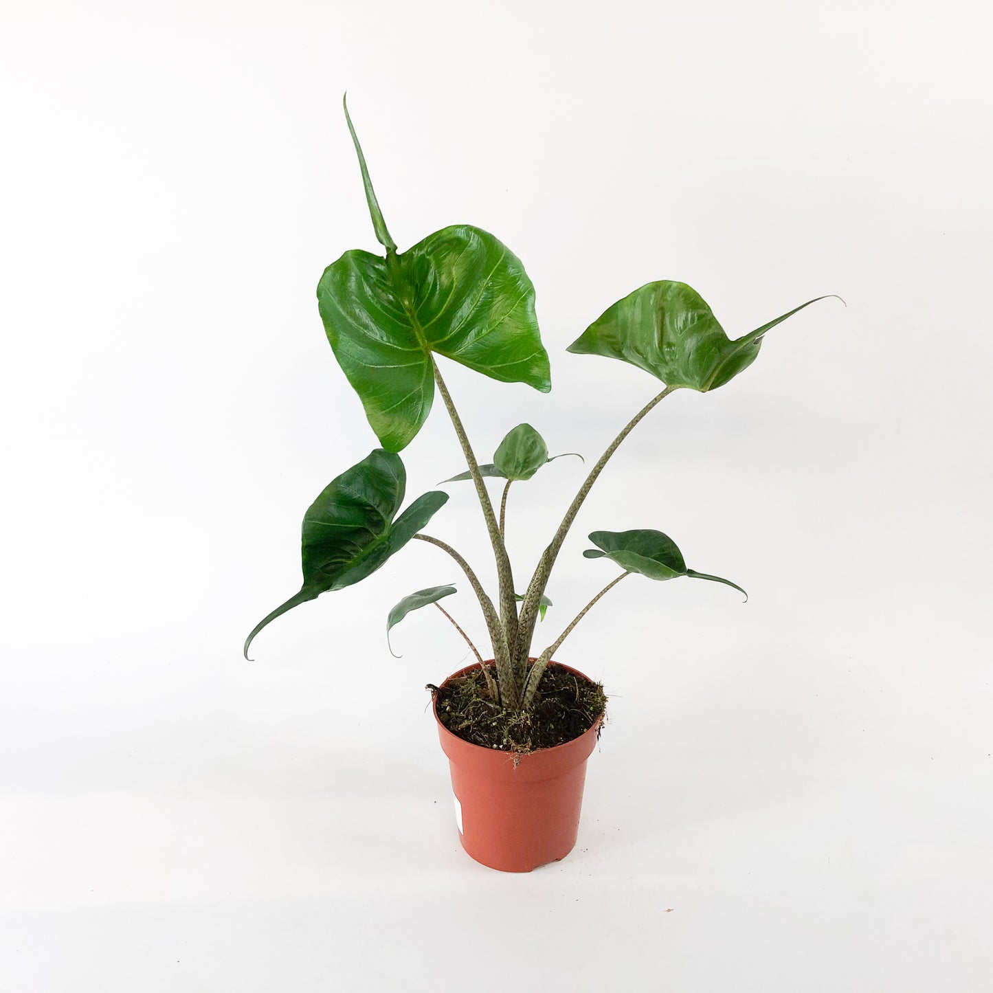 Alocasia Stingray 12cm H30cm
