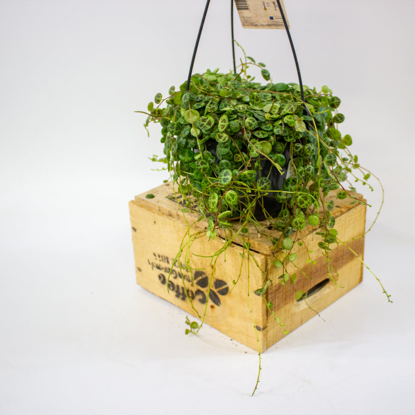 Peperomia prostrata  14cm H23cm