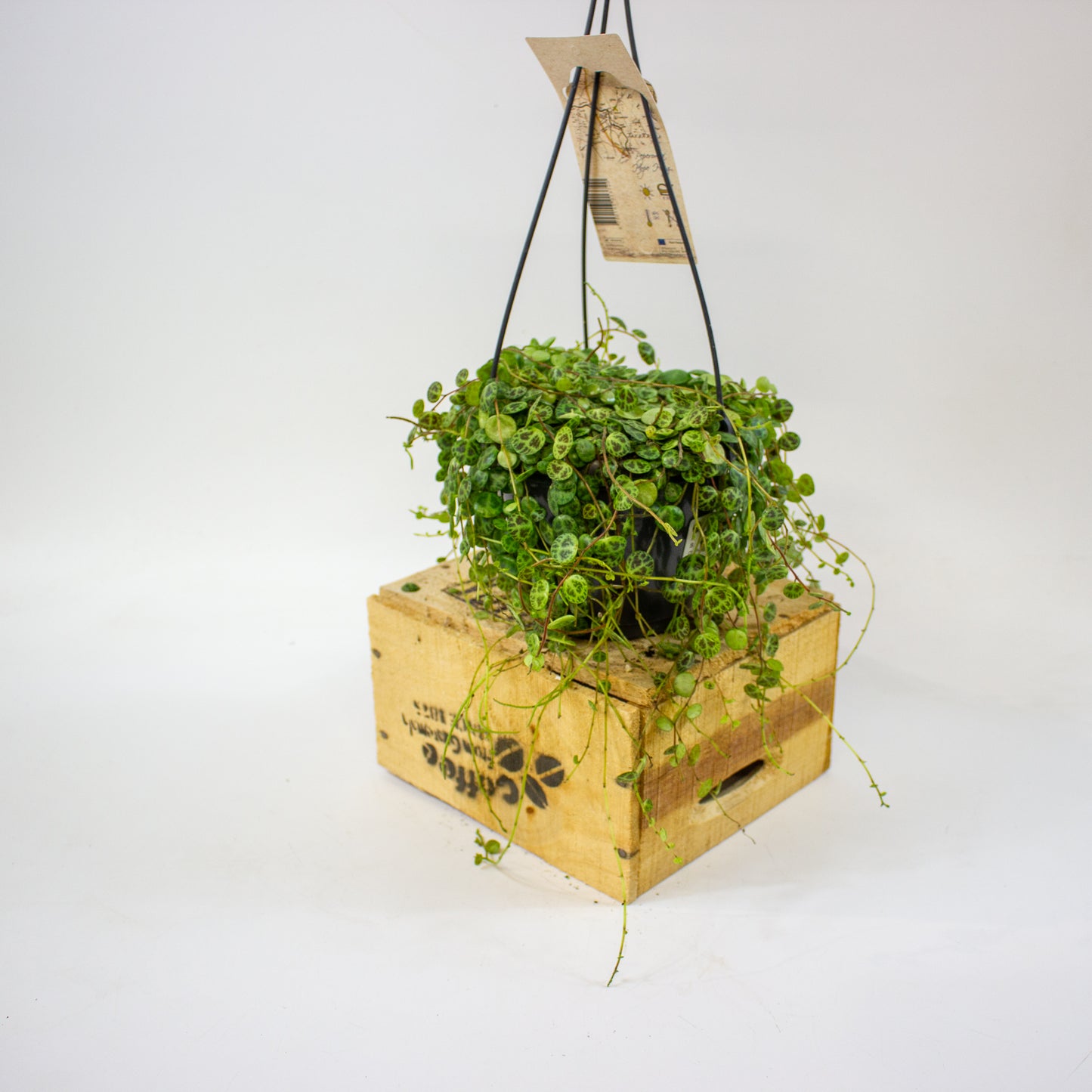 Peperomia prostrata  14cm H23cm