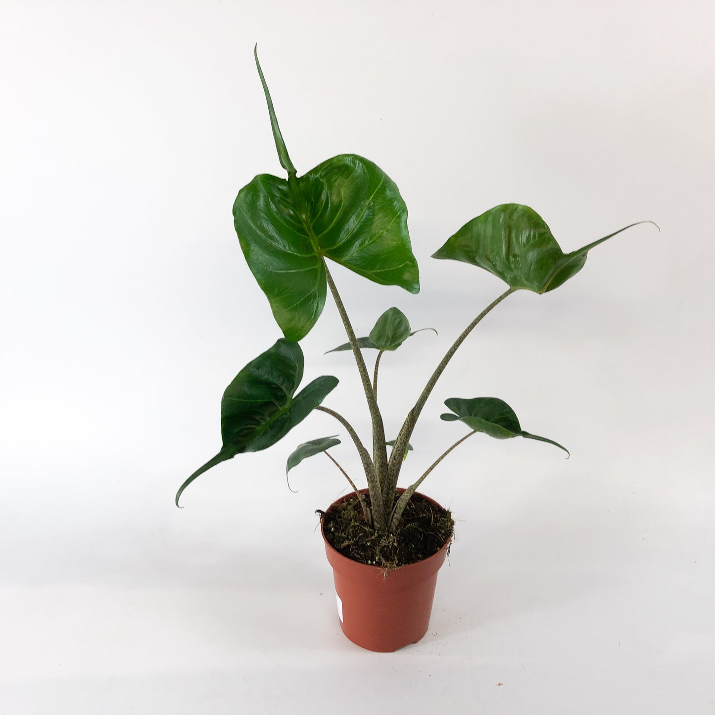 Alocasia Stingray 12cm H30cm