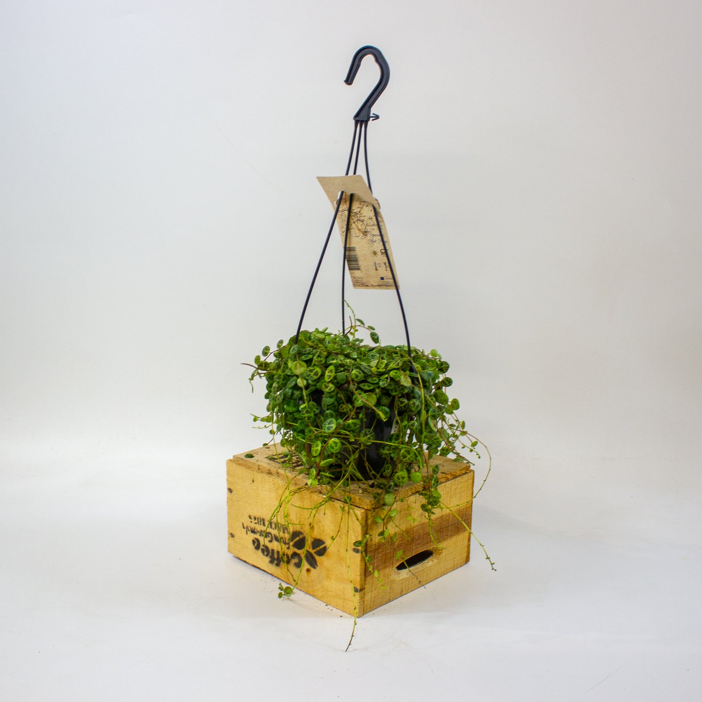 Peperomia prostrata  14cm H23cm