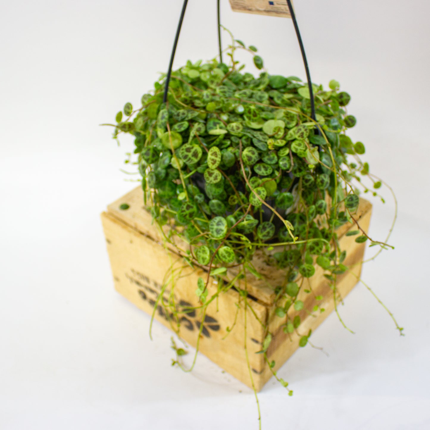 Peperomia prostrata  14cm H23cm
