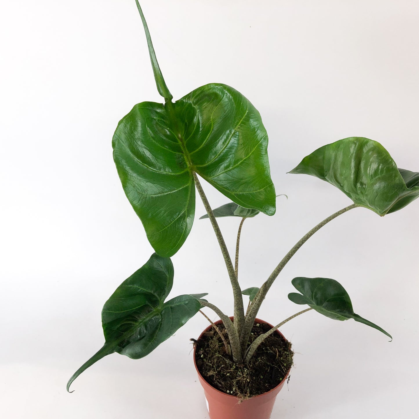 Alocasia Stingray 12cm H30cm