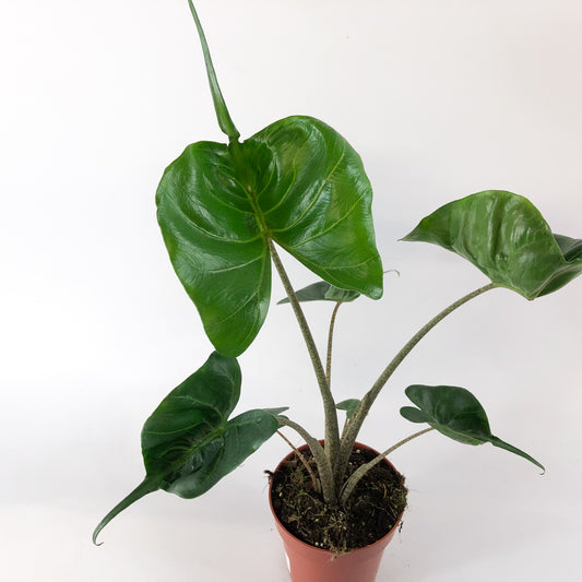 Alocasia Stingray 12cm H30cm