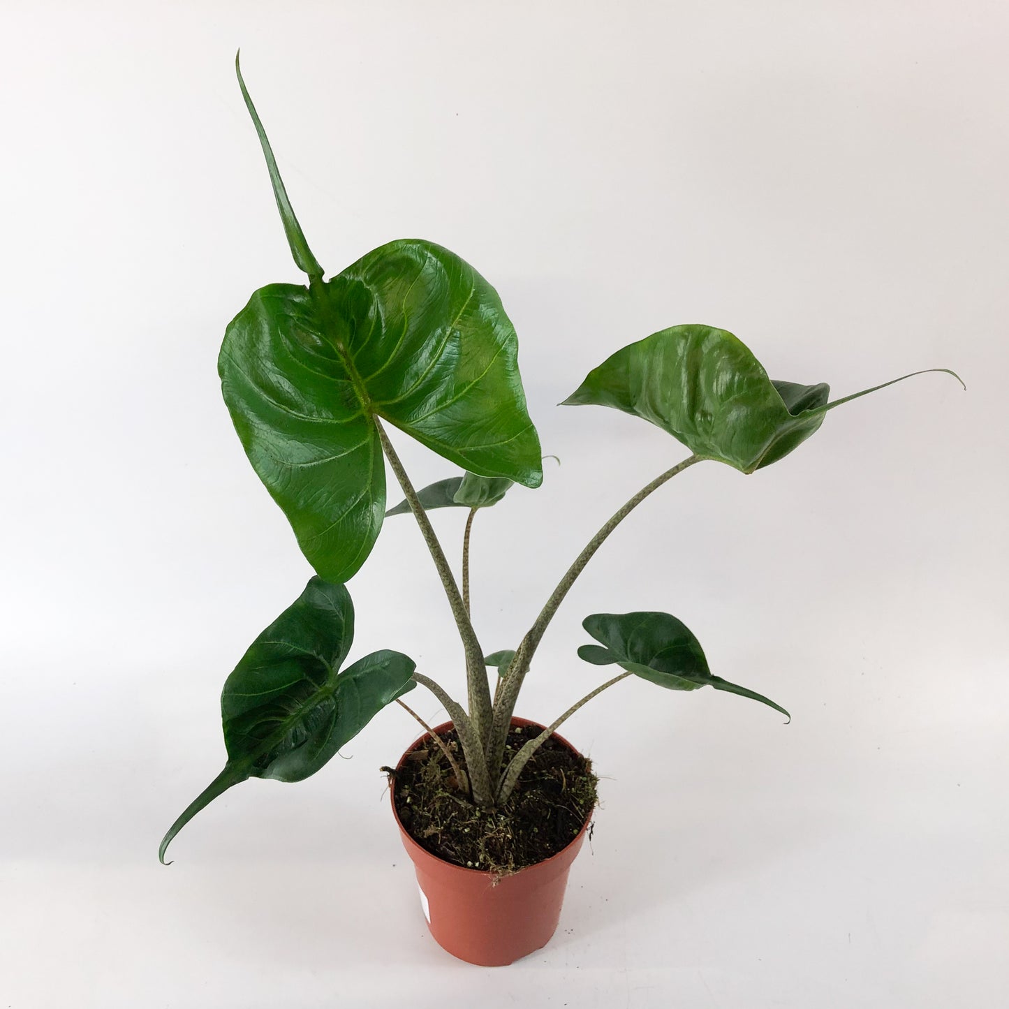 Alocasia Stingray 12cm H30cm