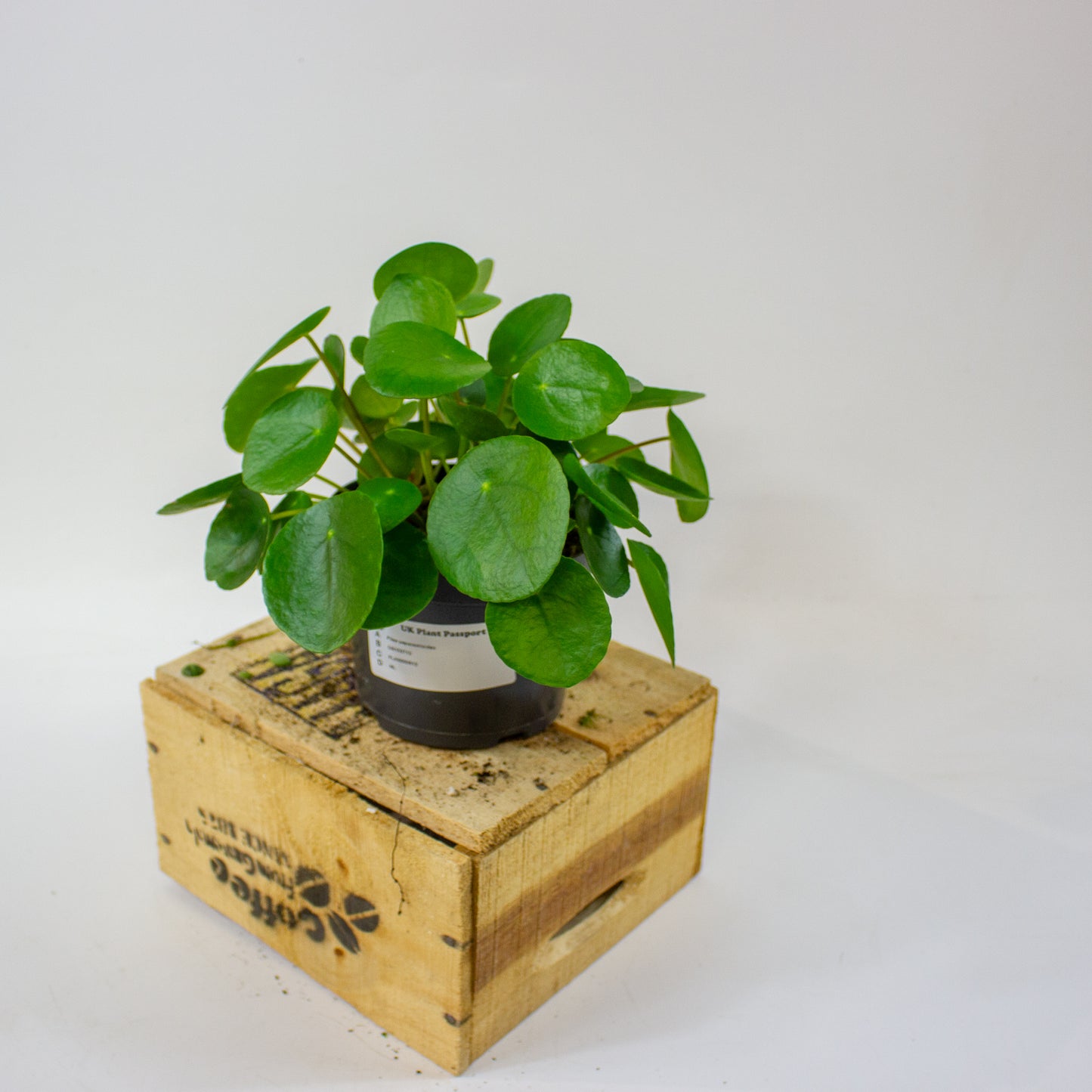 Pilea peperomioides 12cm H25cm