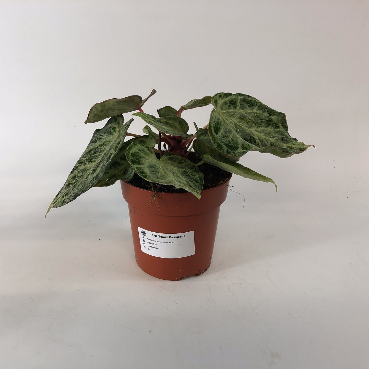 Anthurium Silver Blush MINT 12cm H25cm