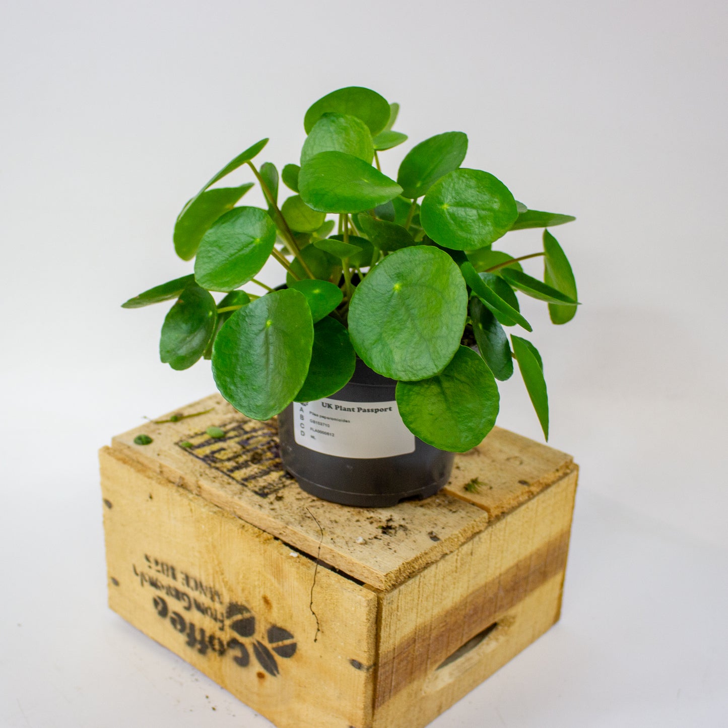 Pilea peperomioides 12cm H25cm