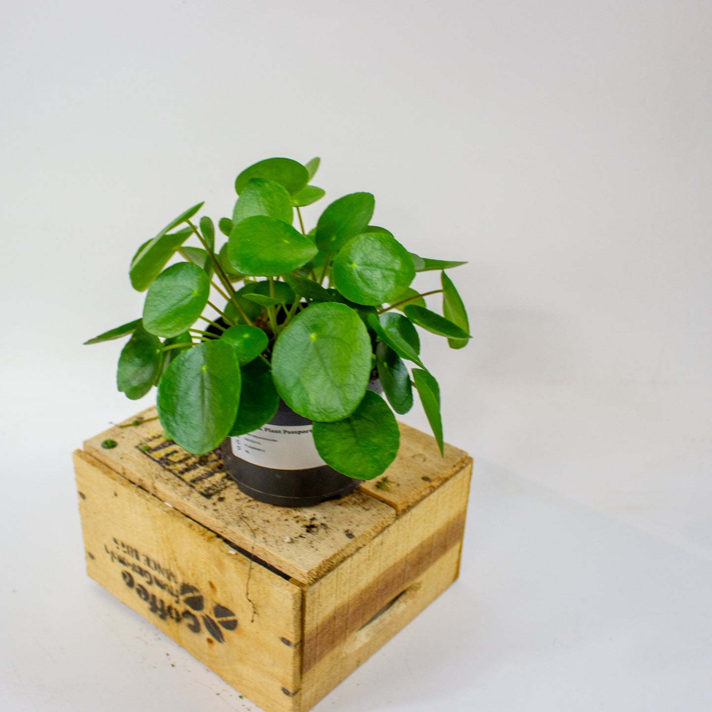 Pilea peperomioides 12cm H25cm