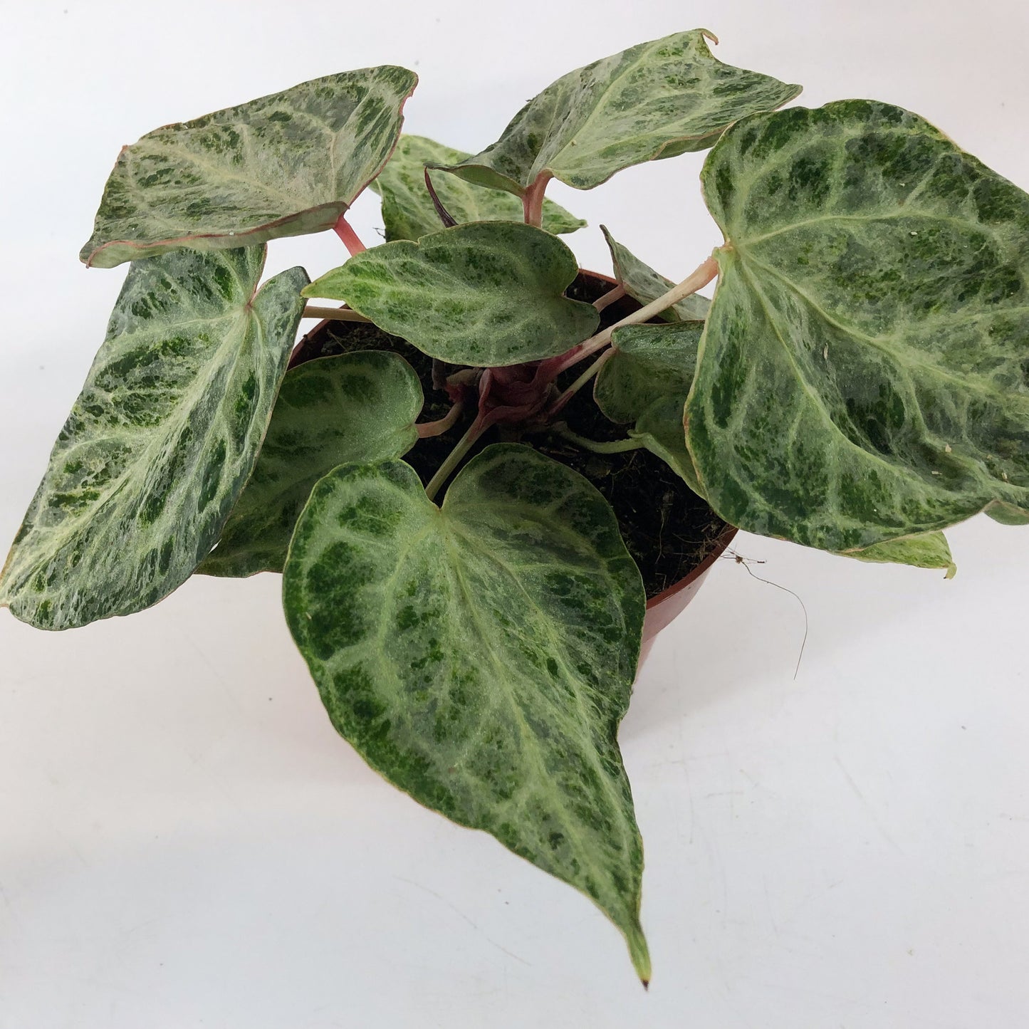 Anthurium Silver Blush MINT 12cm H25cm