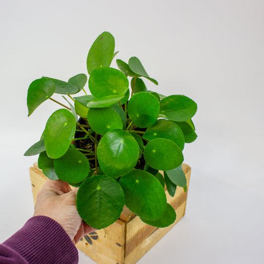 Pilea peperomioides 12cm H25cm