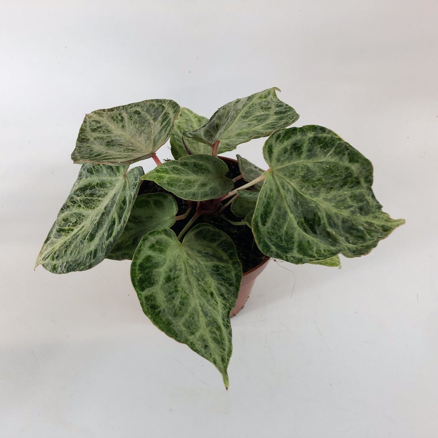 Anthurium Silver Blush MINT 12cm H25cm