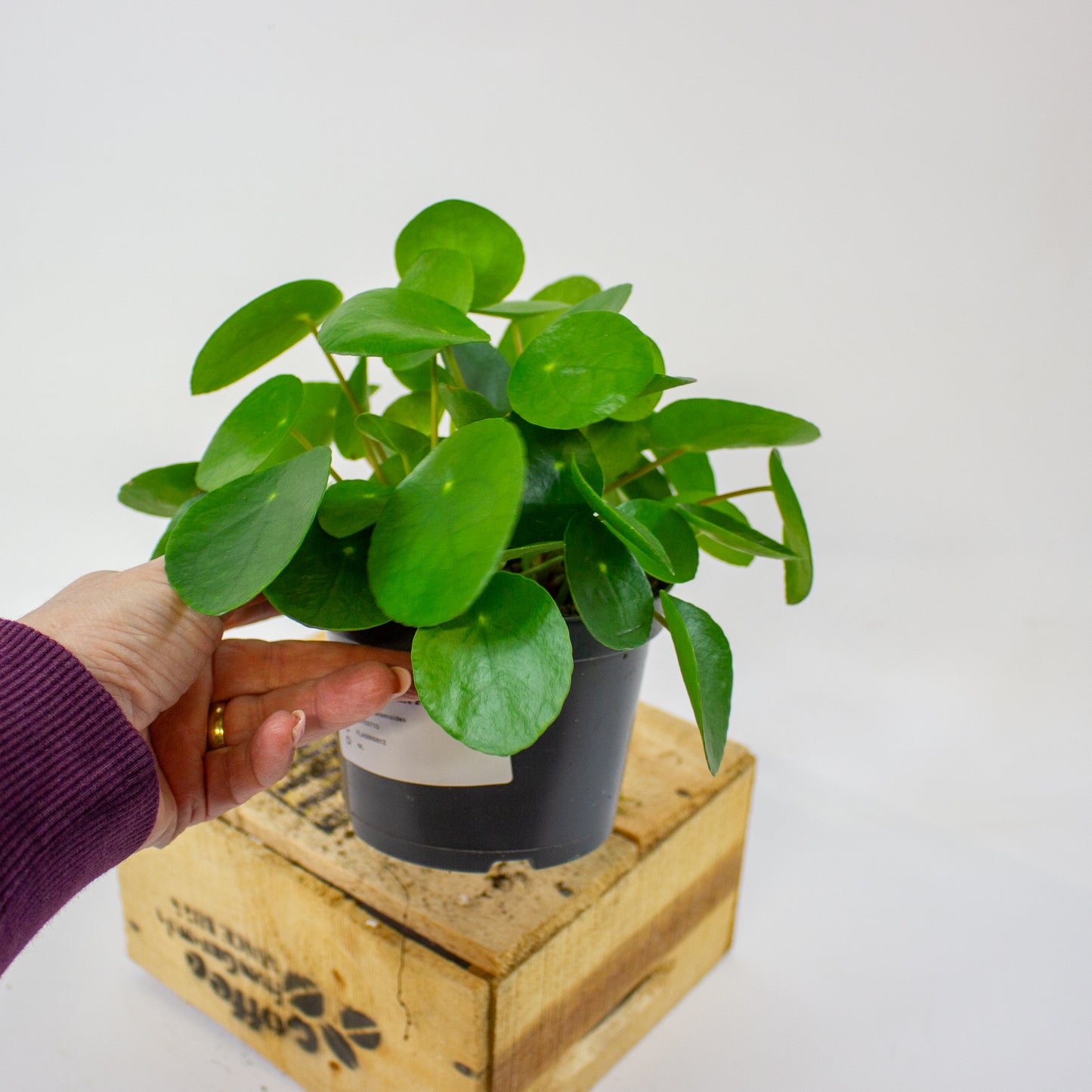Pilea peperomioides 12cm H25cm