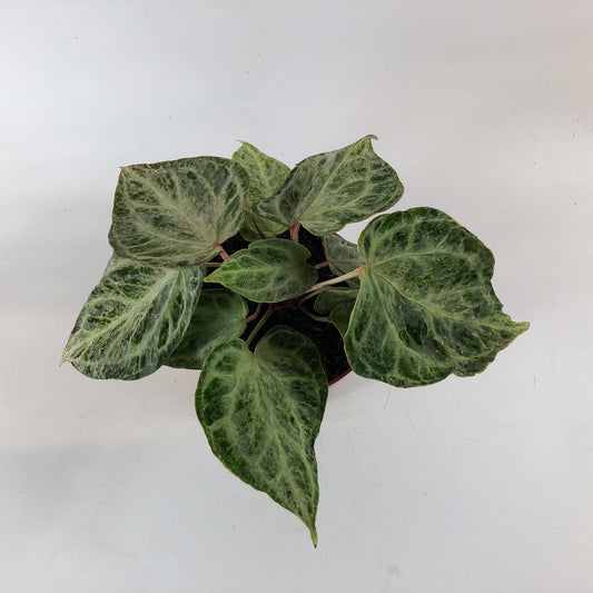 Anthurium Silver Blush MINT 12cm H25cm