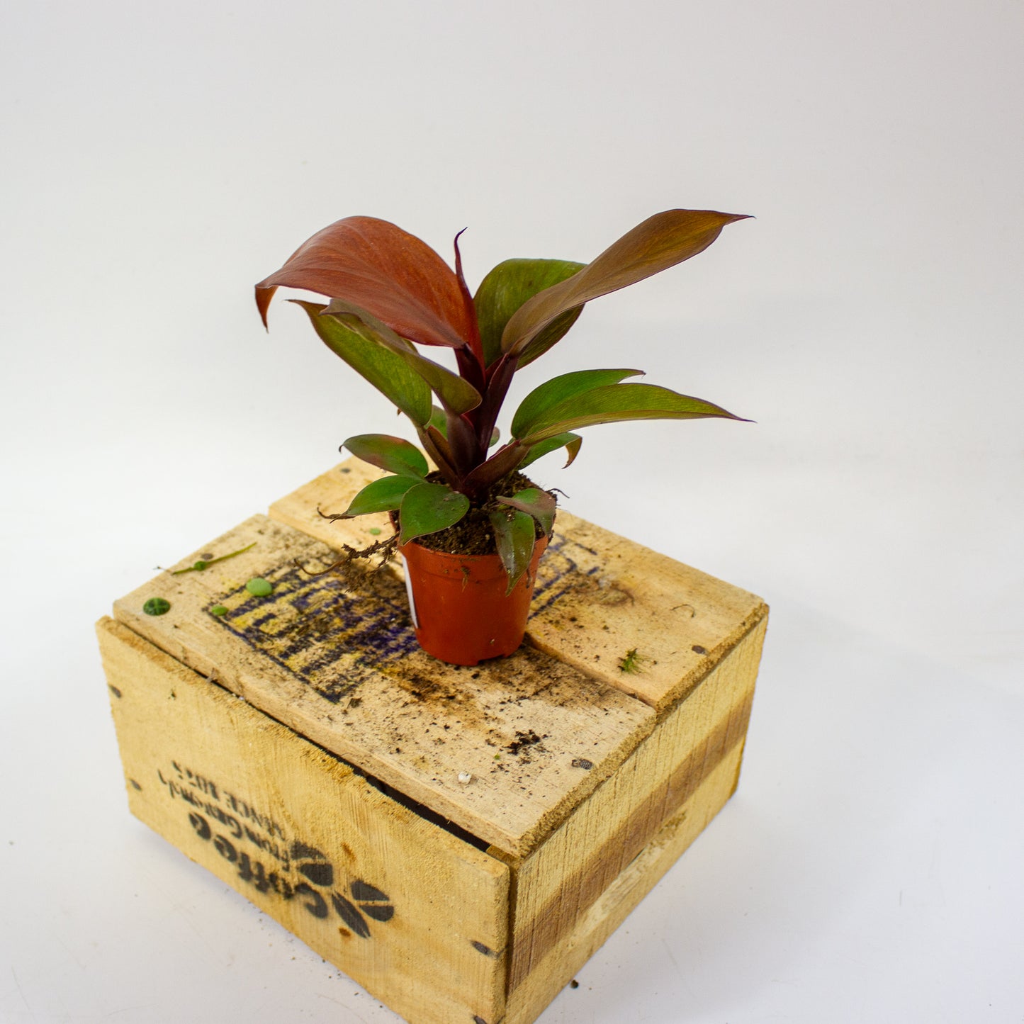 Philodendron McColleys Finale  5.5cm H15cm
