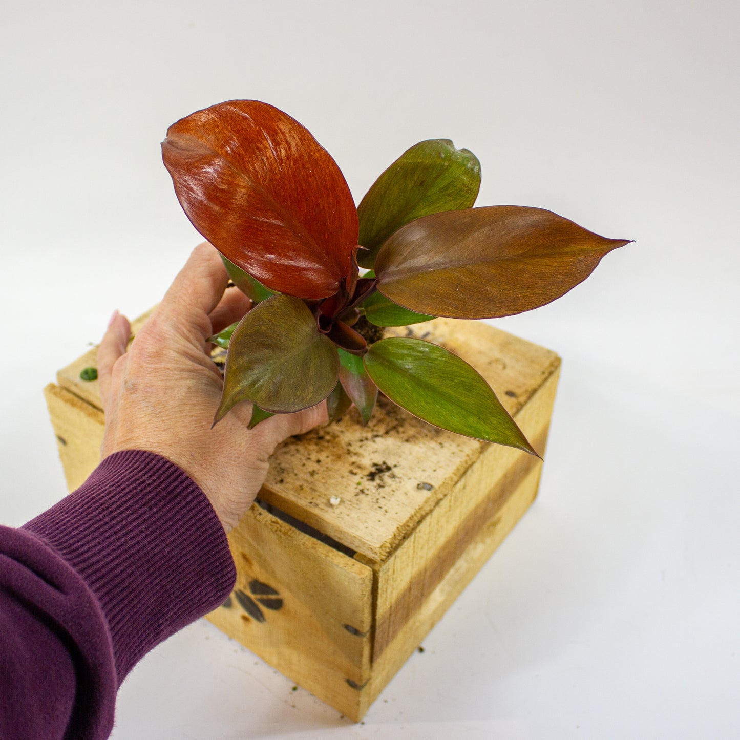 Philodendron McColleys Finale  5.5cm H15cm