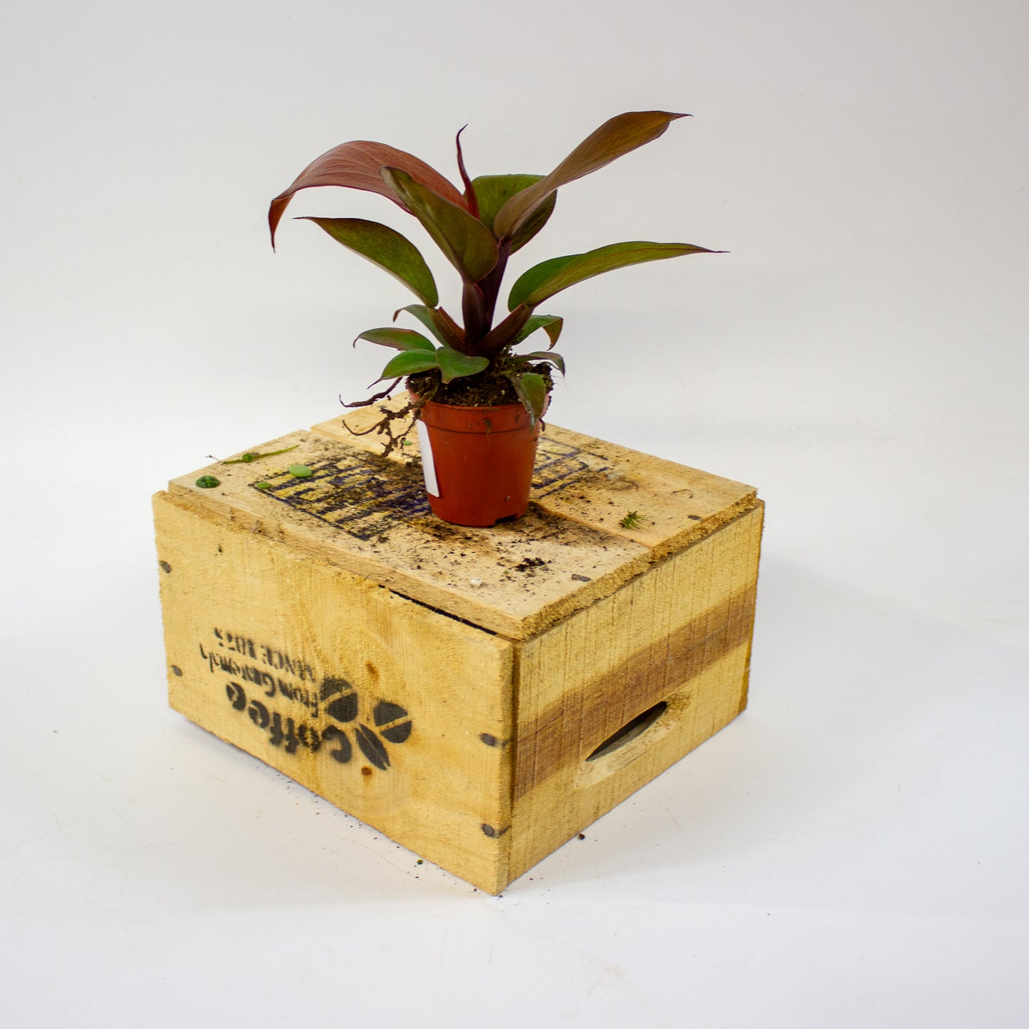 Philodendron McColleys Finale  5.5cm H15cm