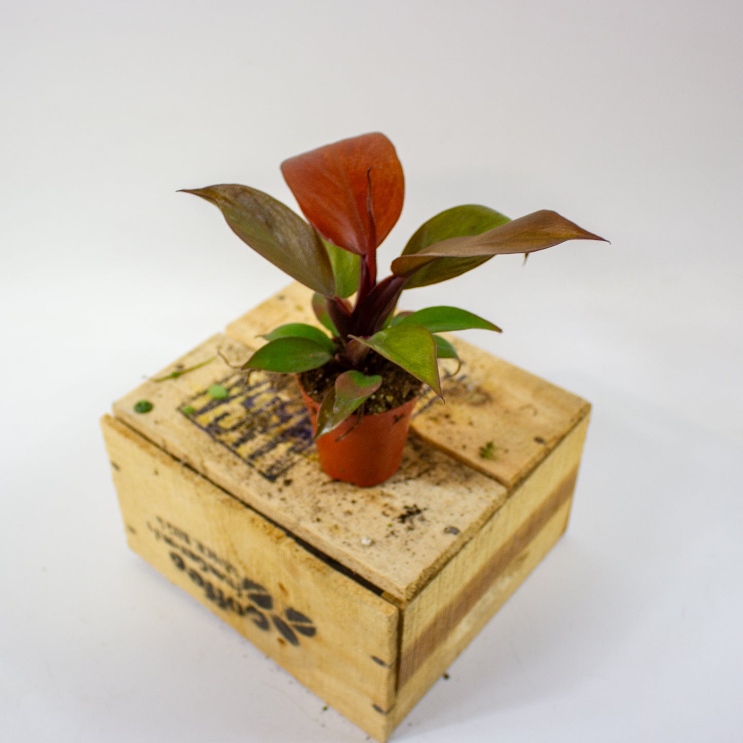 Philodendron McColleys Finale  5.5cm H15cm