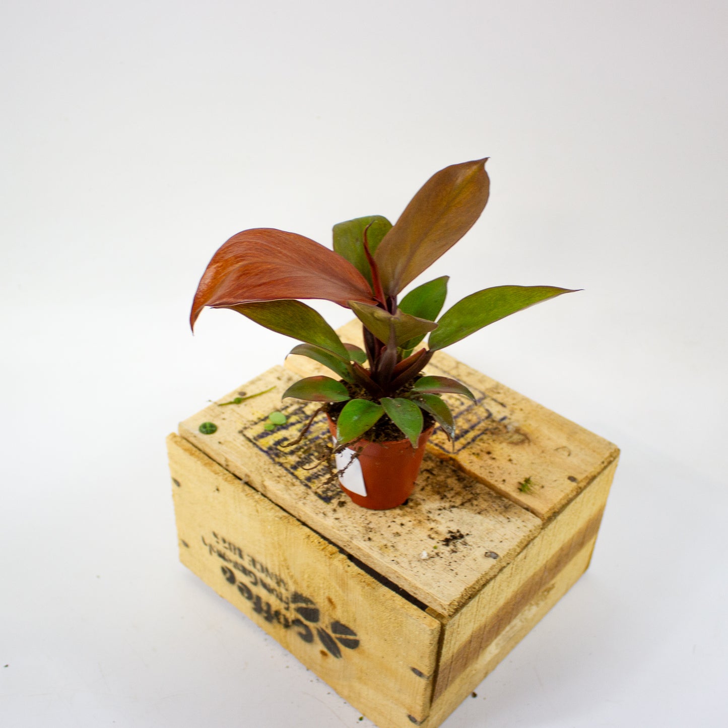 Philodendron McColleys Finale  5.5cm H15cm