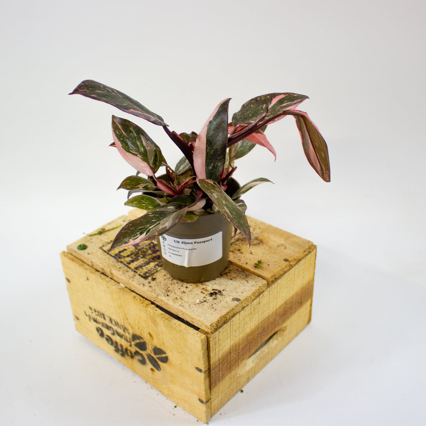 Philodendron pink galaxy 9cm H18cm