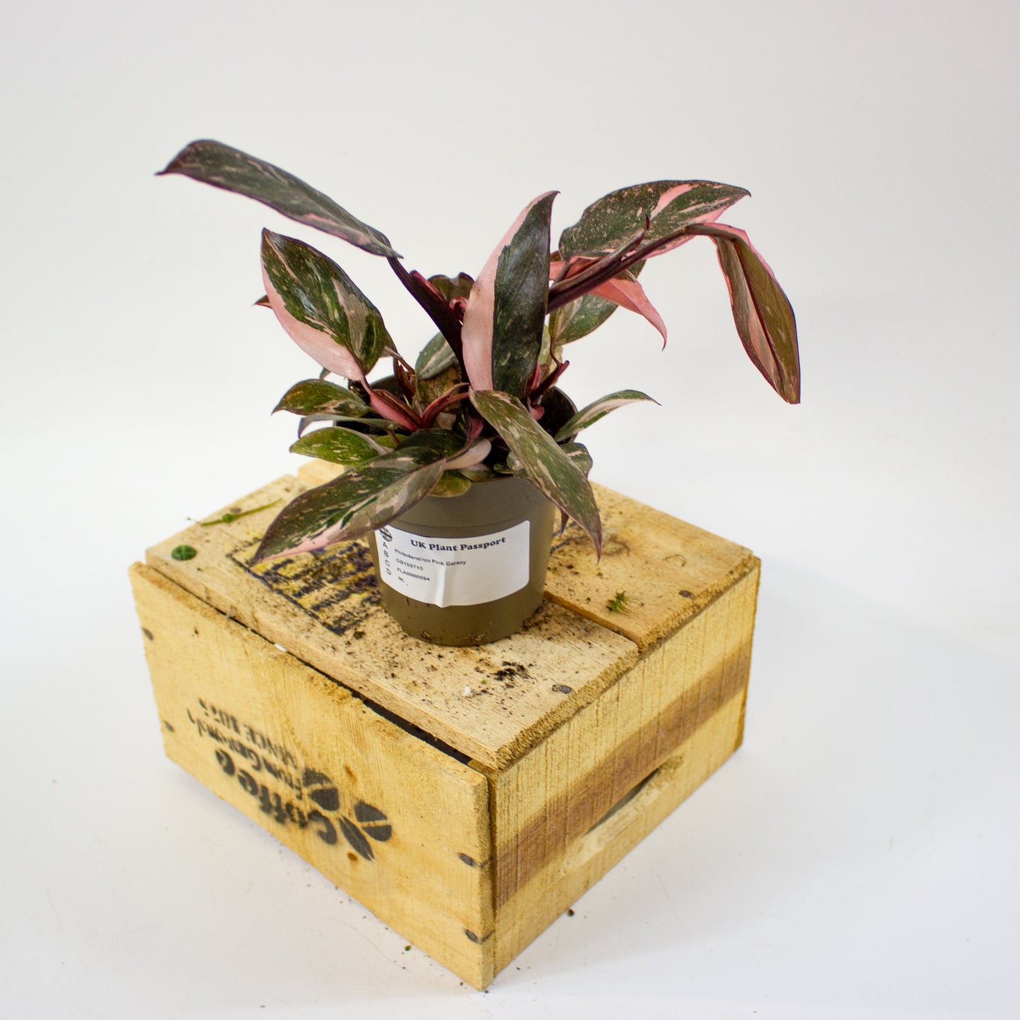 Philodendron pink galaxy 9cm H18cm