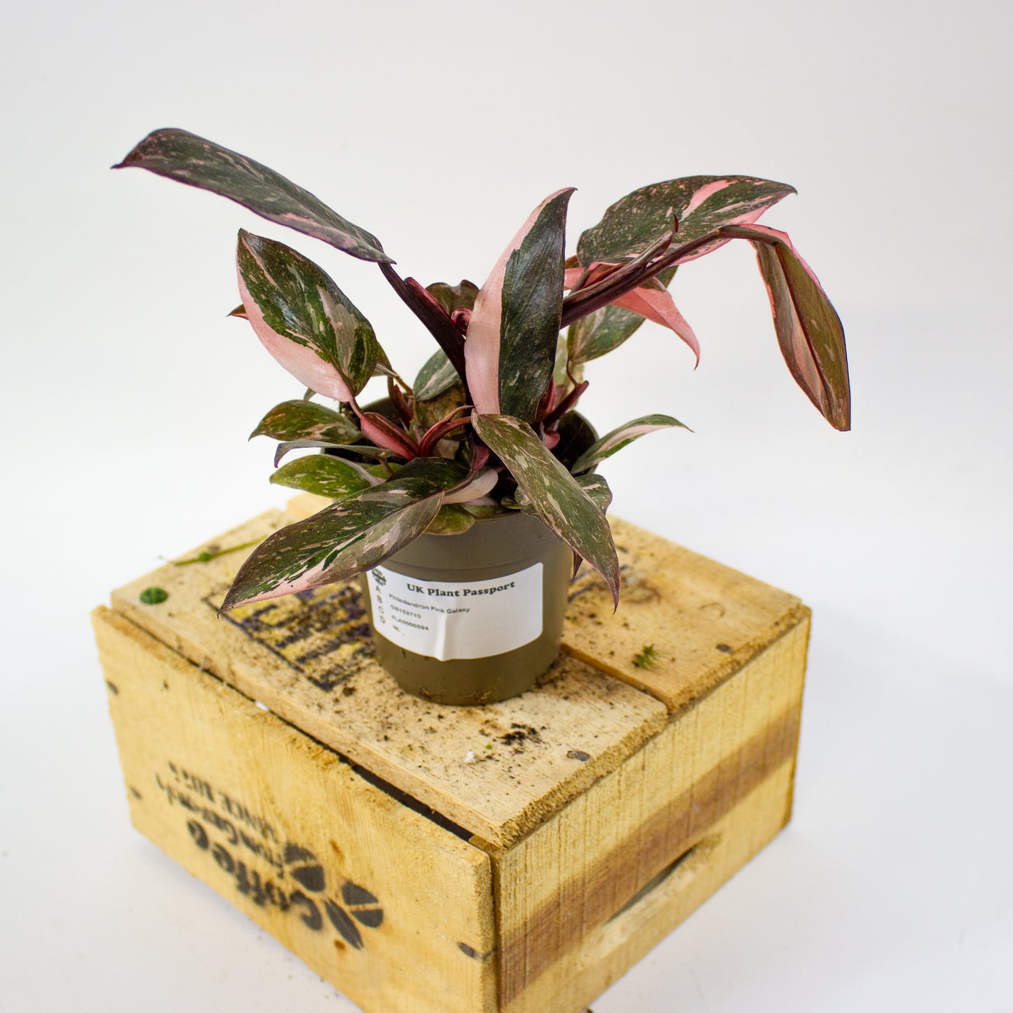 Philodendron pink galaxy 9cm H18cm