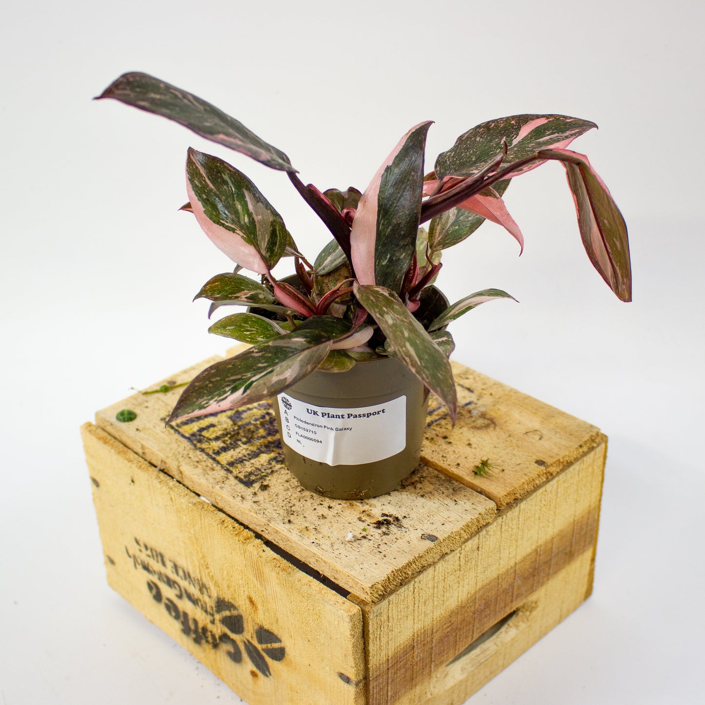 Philodendron pink galaxy 9cm H18cm