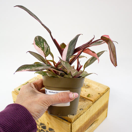 Philodendron pink galaxy 9cm H18cm