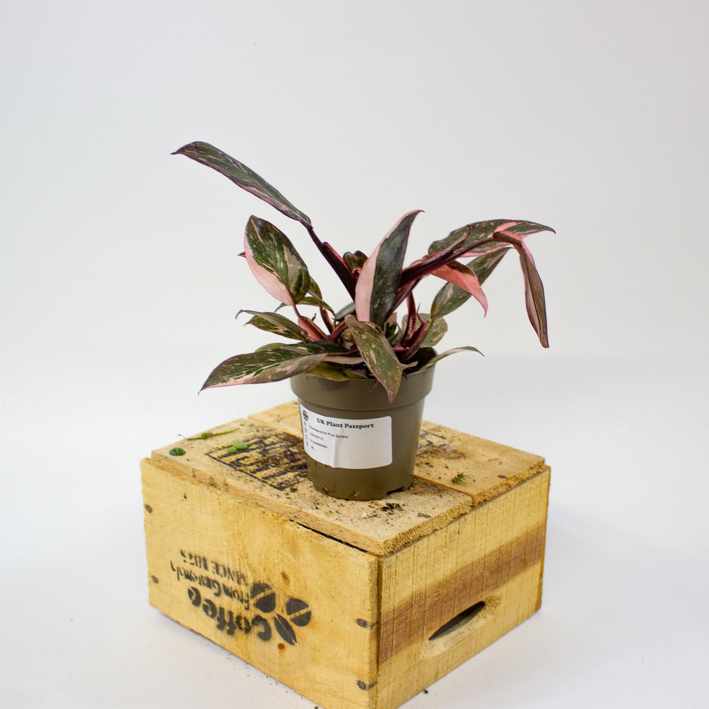 Philodendron pink galaxy 9cm H18cm