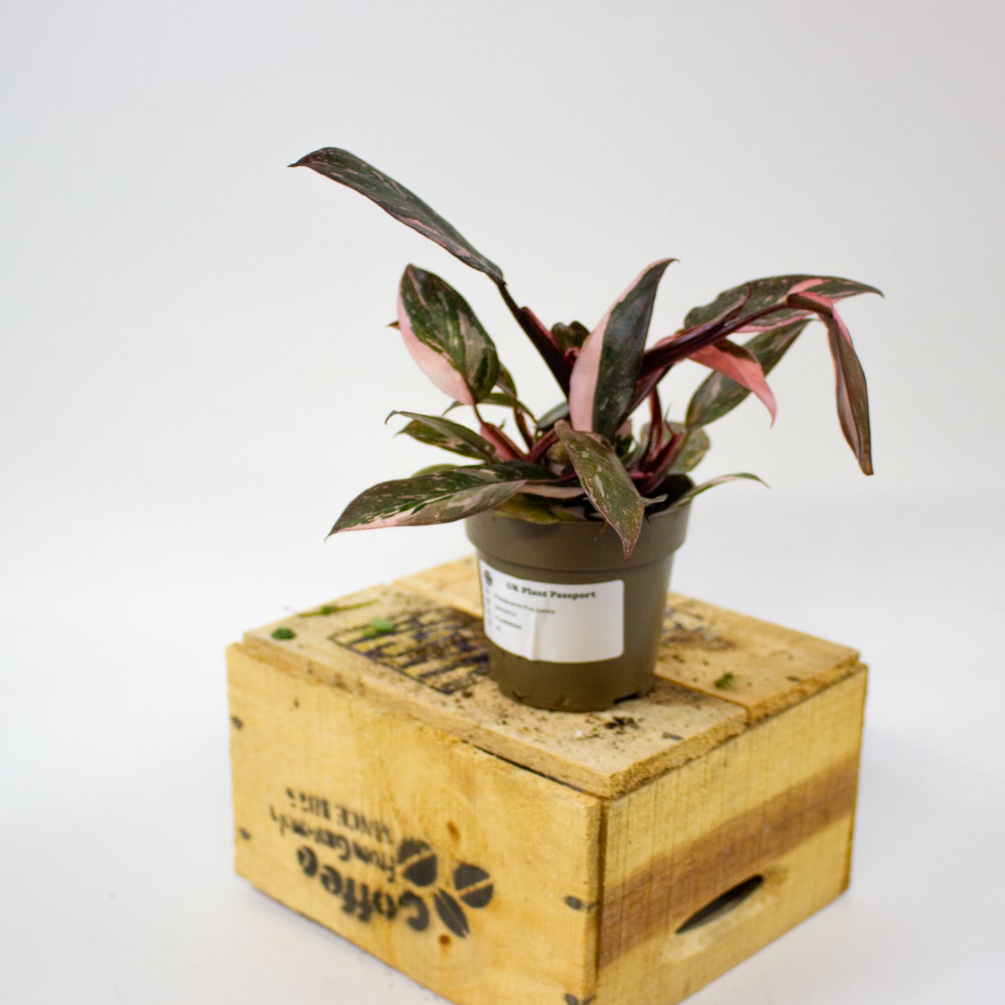 Philodendron pink galaxy 9cm H18cm