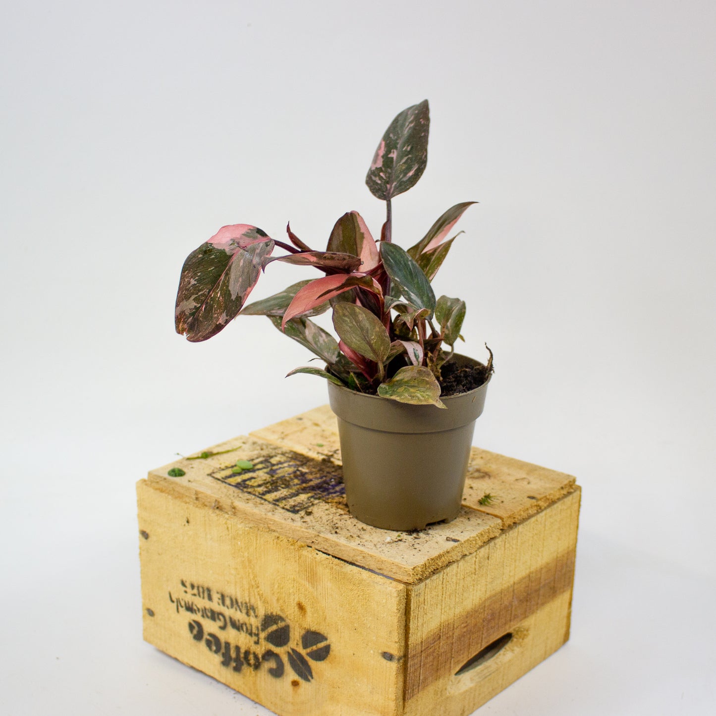 Philodendron pink galaxy 9cm H18cm