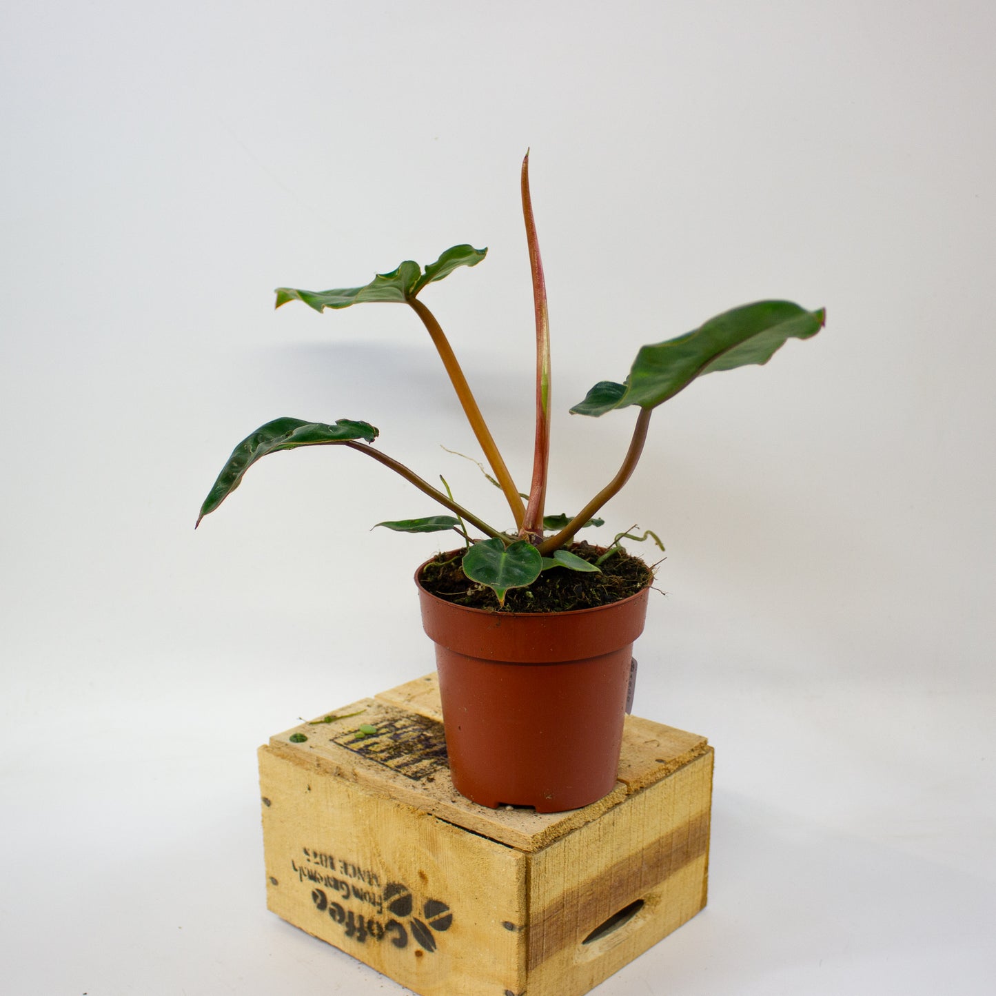 Philodendron billietiae  12cm H30cm