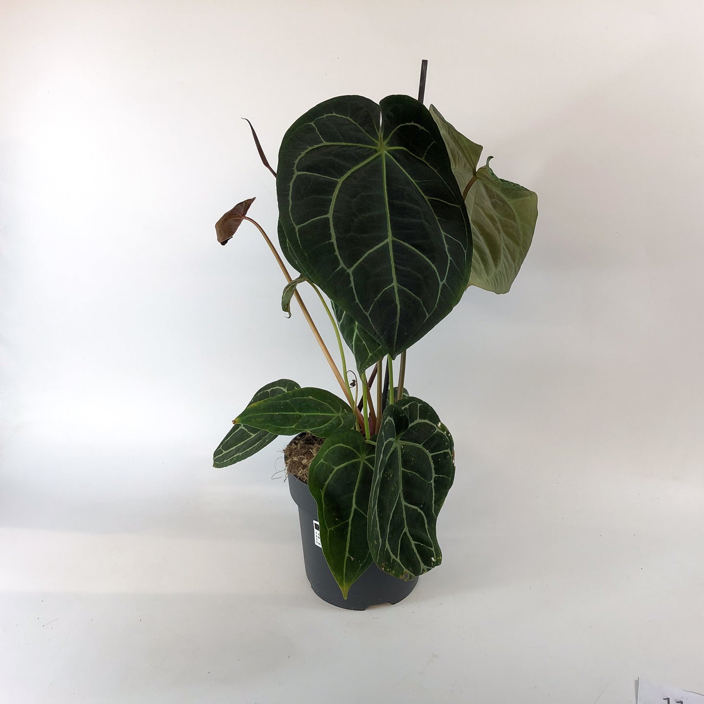 Anthurium Chrystallinum 19cm H50cm